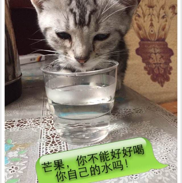 仿制桑德兰城市学院学位证